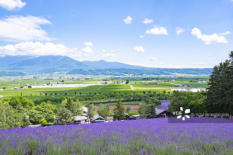 北海道富田农场夏季薰衣草彩色花园图片素材