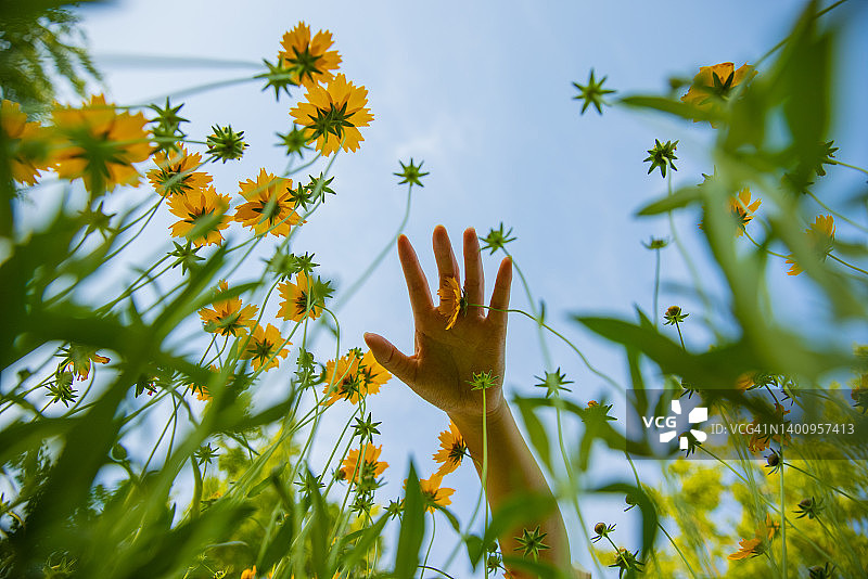 女性在黄色花田中触摸鲜花图片素材