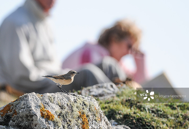 雌性北方麦雀图片素材