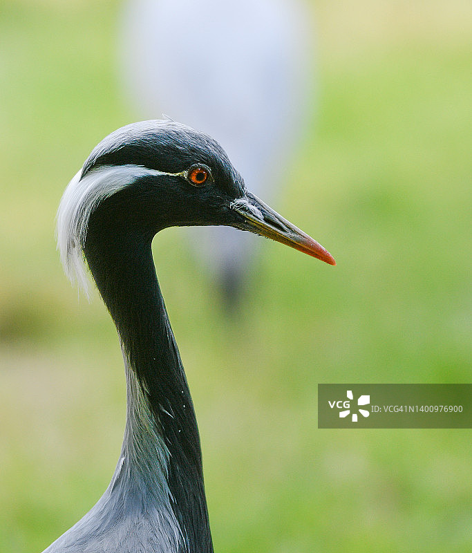 蓑羽鹤图片素材