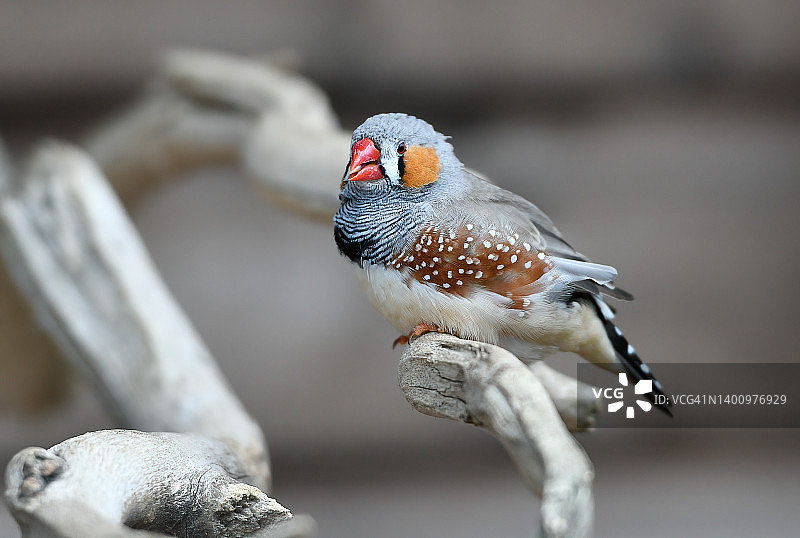 斑胸草雀图片素材