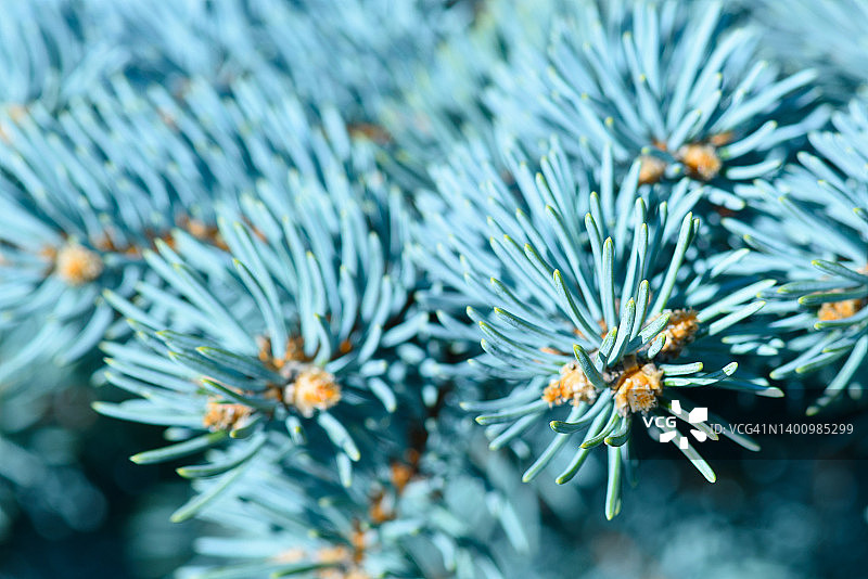松树图像特写图片素材