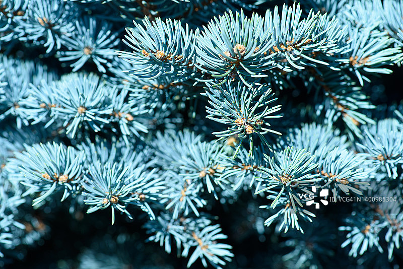 松树图像特写图片素材