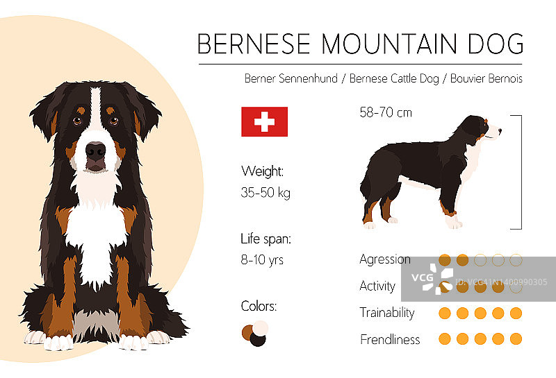 伯恩山犬信息图图片素材