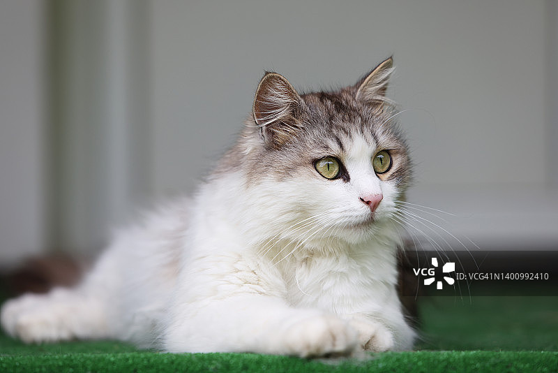 西伯利亚猫肖像图片素材