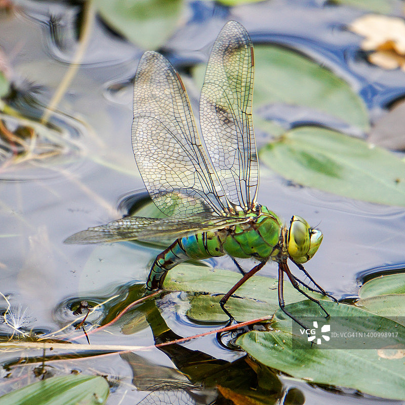 绿色蜻蜓图片素材