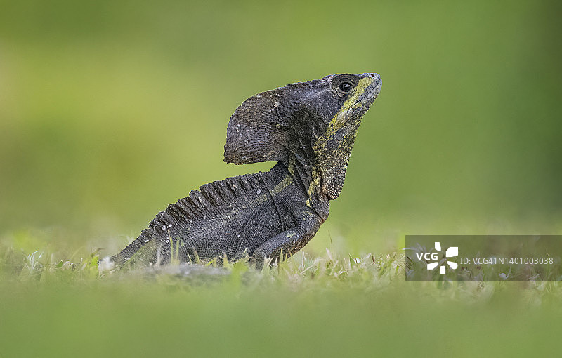 棕色蜥蜴图片素材