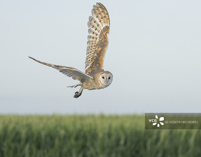 凝视的谷仓猫头鹰图片素材