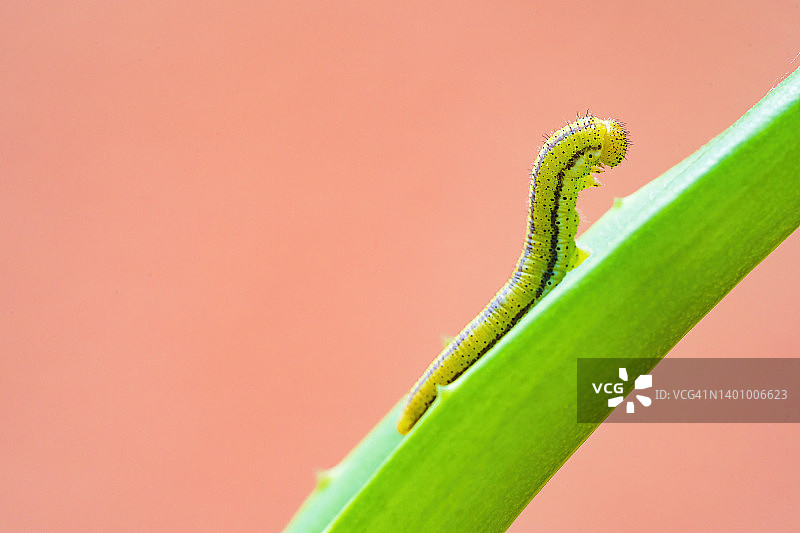 绿色毛毛虫在植物上爬行的微距摄影，动物背景，昆虫图片素材