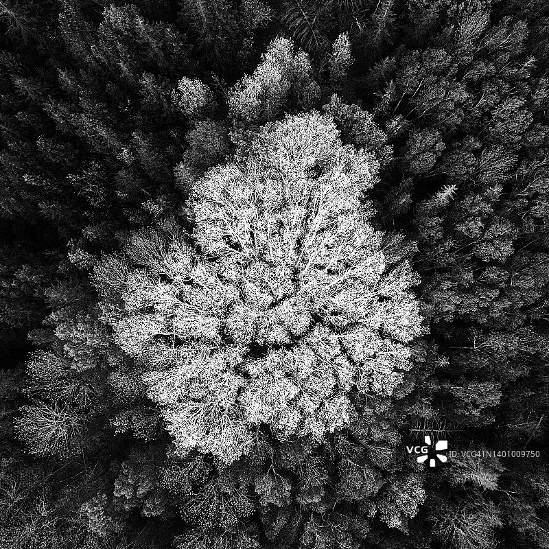 对比鲜明的白杨树图片素材