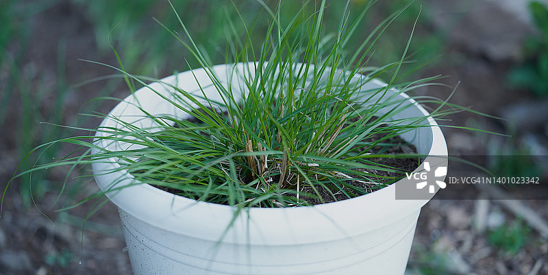 狼尾草图片素材