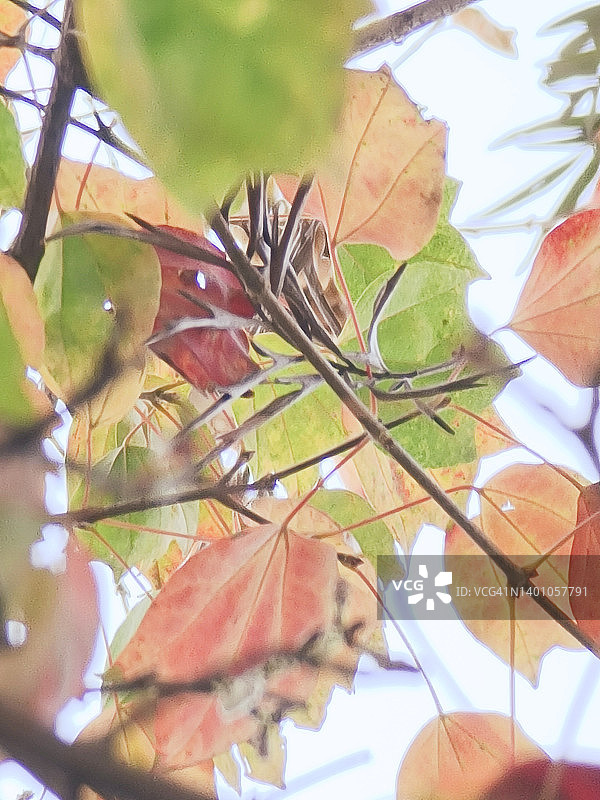 秋色50图片素材