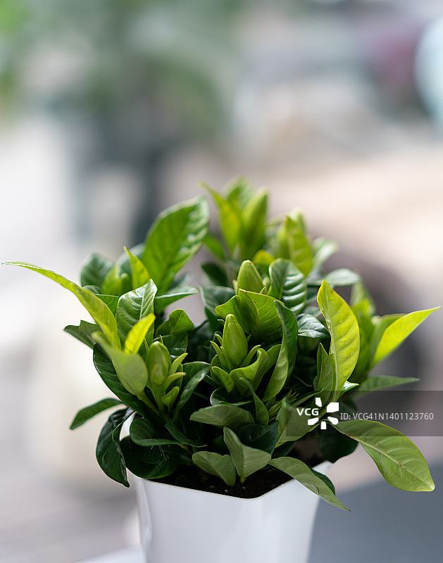 花盆里的栀子花图片素材