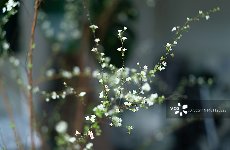 银柳花图片素材