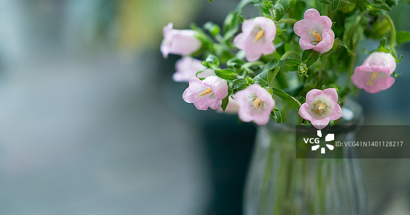 风铃花图片素材