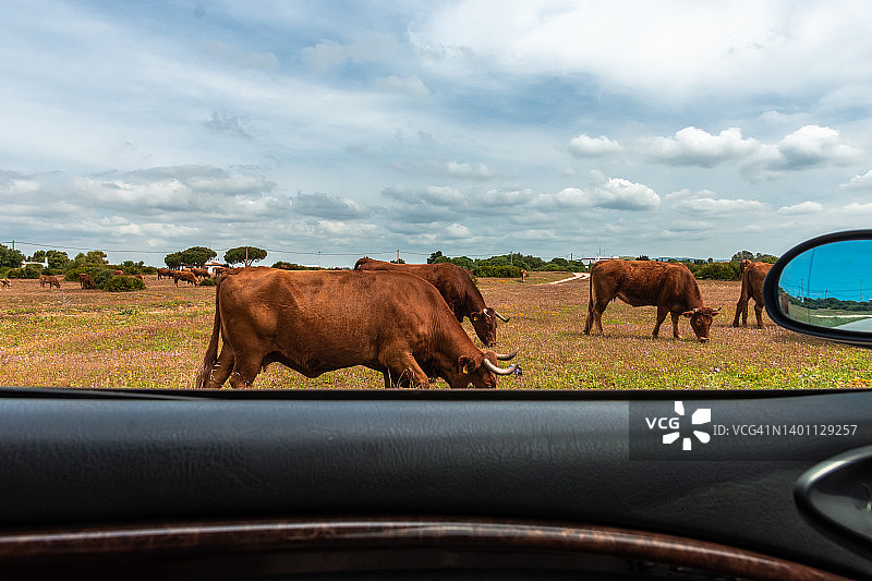 车内视角：绿色草地上吃草的牛群图片素材
