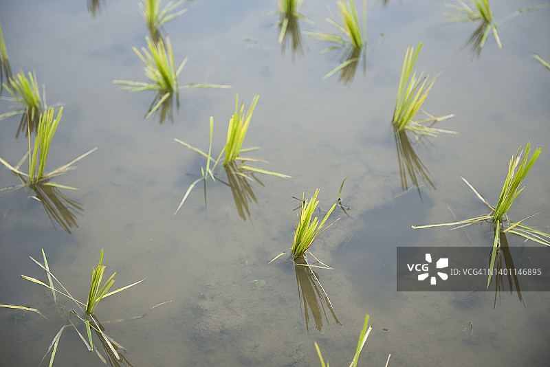 清莱稻田里一排排种植的稻苗图片素材