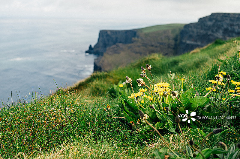 爱尔兰莫赫悬崖与黄色花朵的风景图片素材