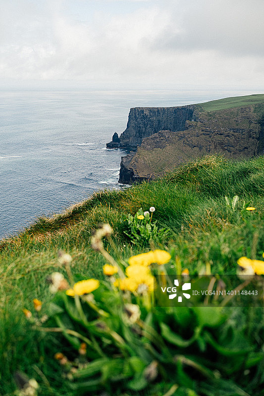 爱尔兰莫赫悬崖与黄色花朵的风景图片素材