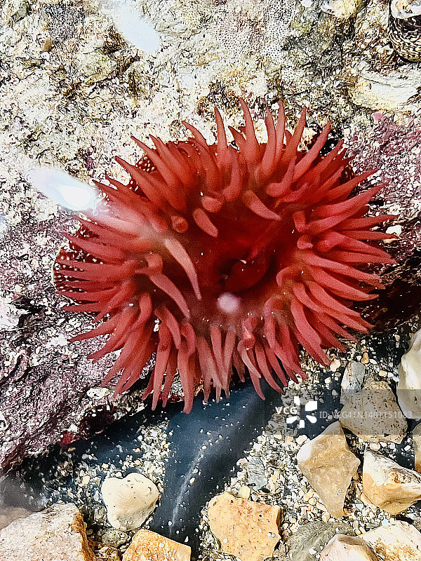 岩石水池中的海葵（Actinia equina）特写图片素材