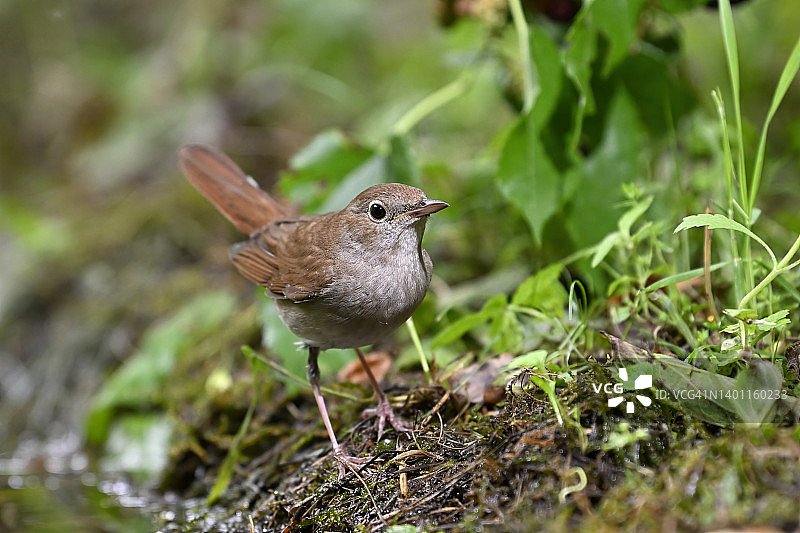 夜莺（学名：Luscinia megarhynchos）图片素材