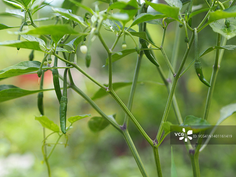 泰国绿辣椒，辣椒，在花园中绽放，辣椒图片素材