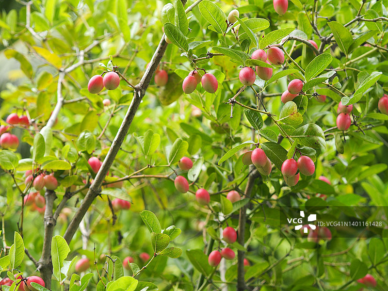 卡隆达果（Carissa carandas L.）图片素材