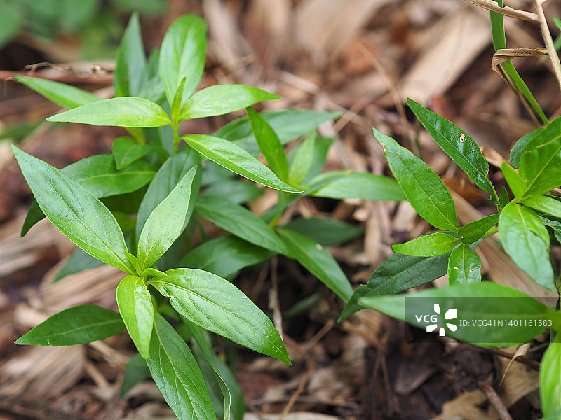 穿心莲，泰国草药，缓解喉咙痛，退烧，绿色蔬菜可预防新冠图片素材