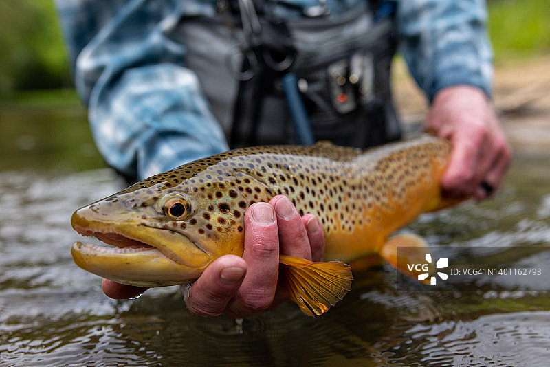 飞蝇钓法钓到的棕鳟鱼图片素材