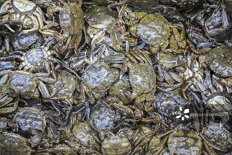 日本绒螯蟹（Eriocheir japonica），雌性动物图片素材