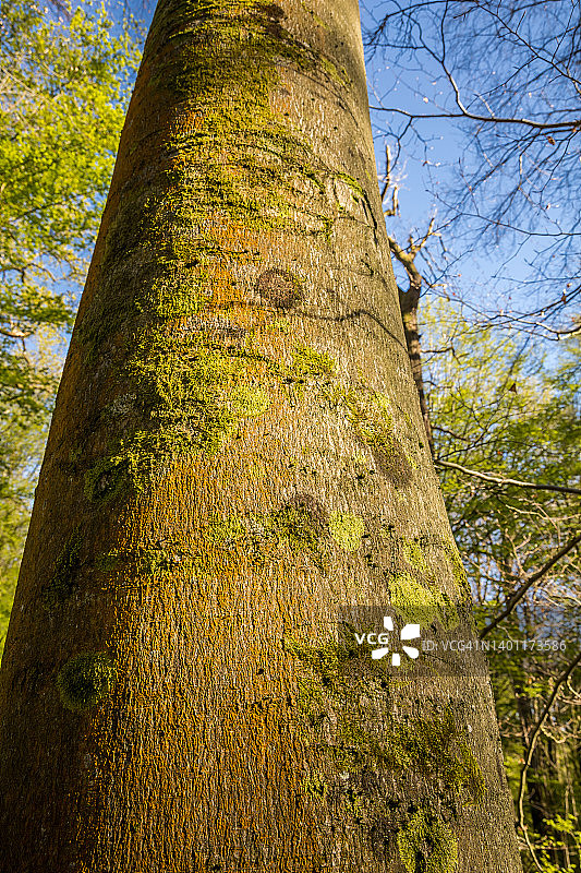 山毛榉树干上的地衣图片素材