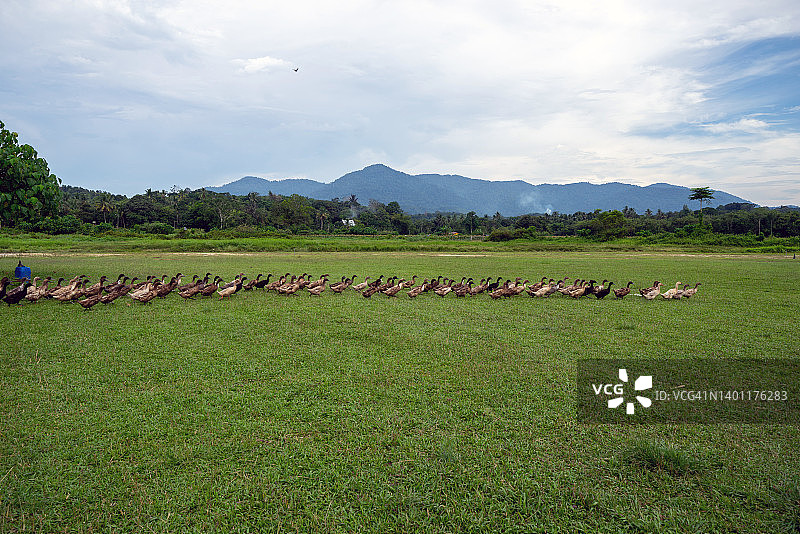 农场里的鸭群图片素材