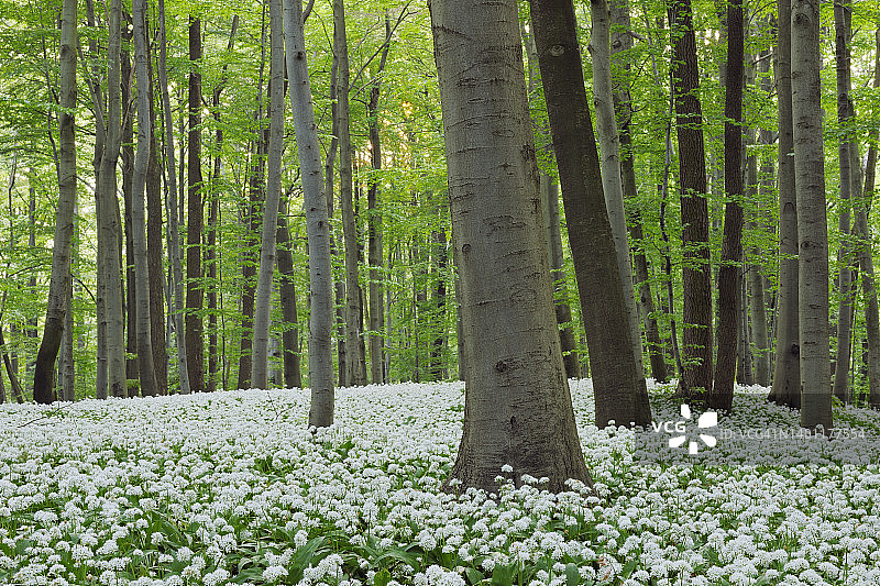 山毛榉森林中的蒜（熊葱），春季绿叶繁茂。德国图林根州海尼希国家公园。图片素材