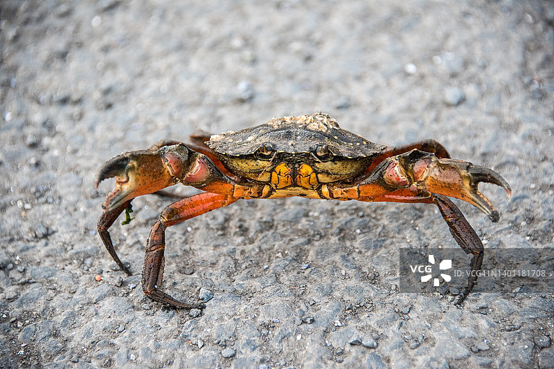 滨蟹图片素材