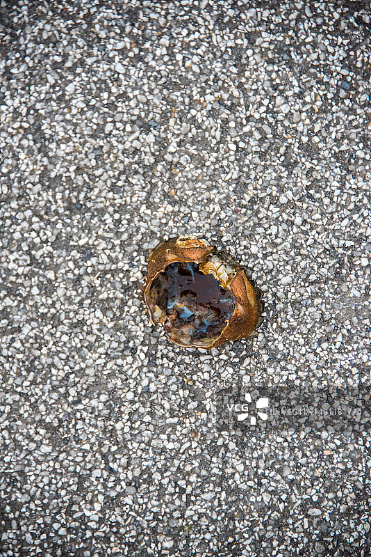 螃蟹壳图片素材