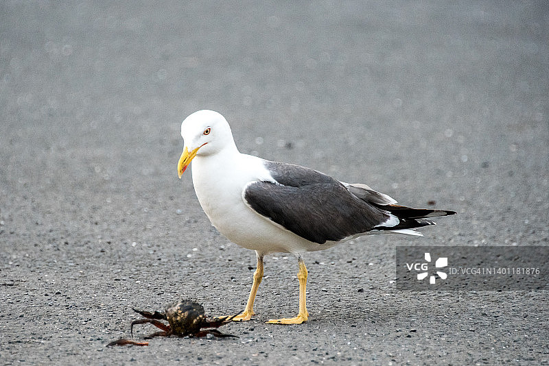 海鸥面对岸蟹图片素材