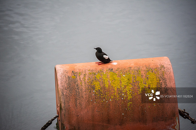 拉甘河上的桶形浮标上的黑海鸽图片素材