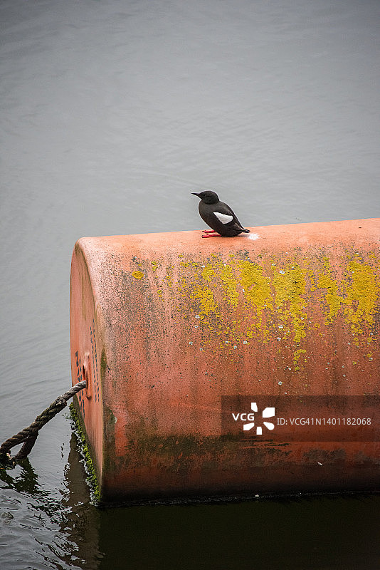 拉甘河上的桶形浮标上的黑海鸽图片素材