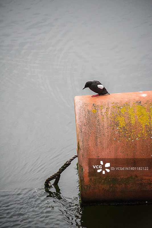 拉甘河上的桶形浮标上的黑海鸽图片素材
