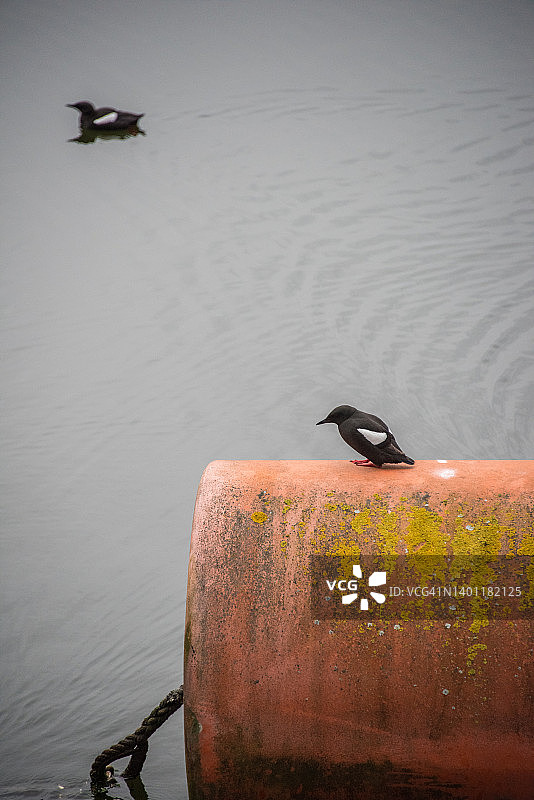 拉甘河上的桶形浮标上的黑海鸽图片素材