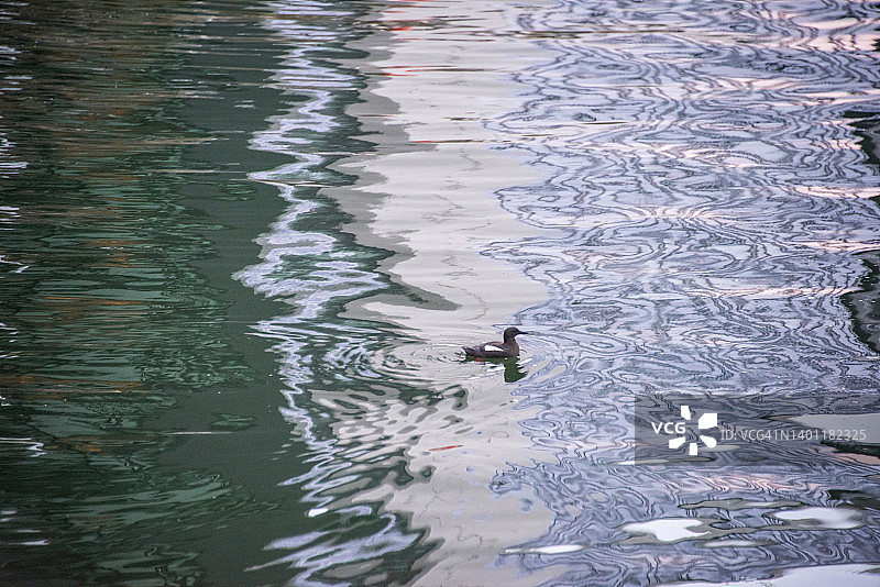 拉甘河上的黑海鸽图片素材