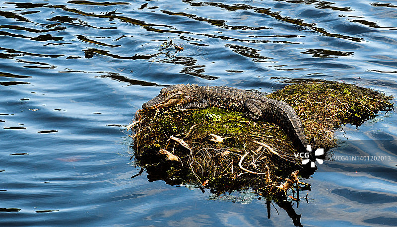 低地短吻鳄图片素材