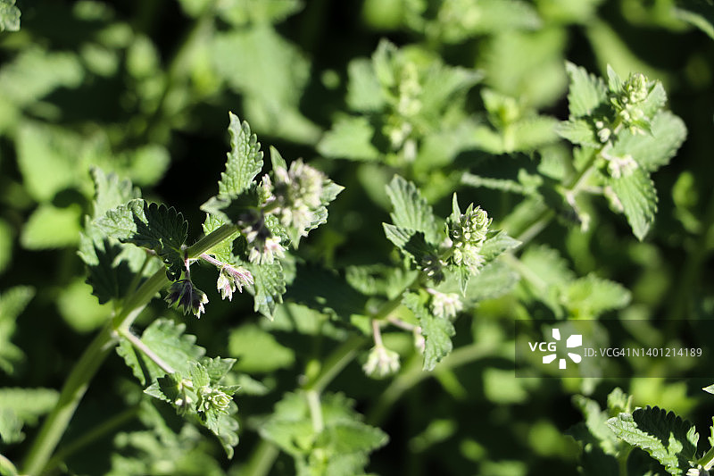 早春猫薄荷花开图片素材