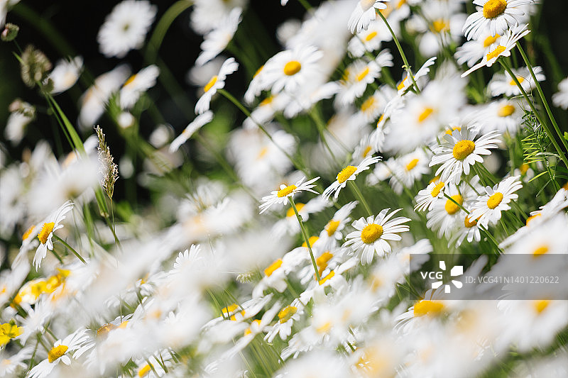 骆驼步道旁的雏菊花图片素材