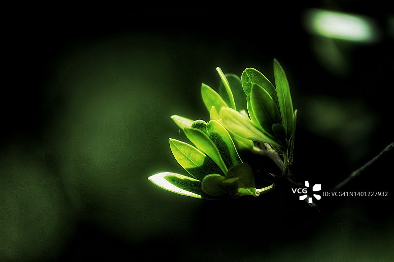 深色背景上的橄榄叶图片素材