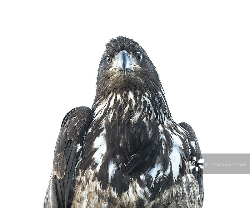 幼年秃鹰图片素材