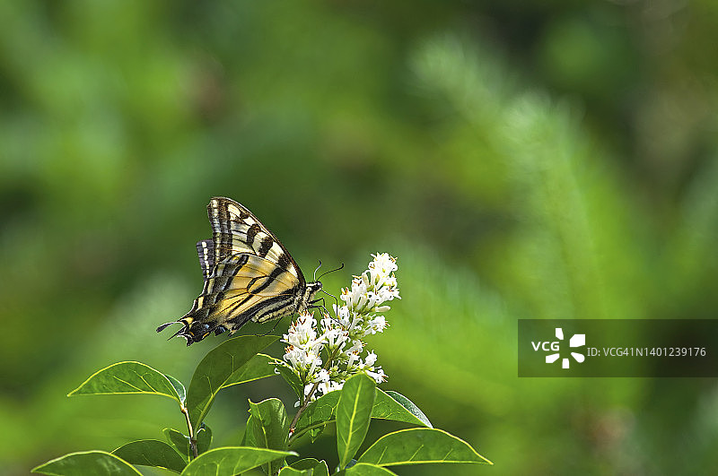 西部虎凤蝶图片素材
