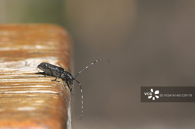 白斑锯天牛图片素材