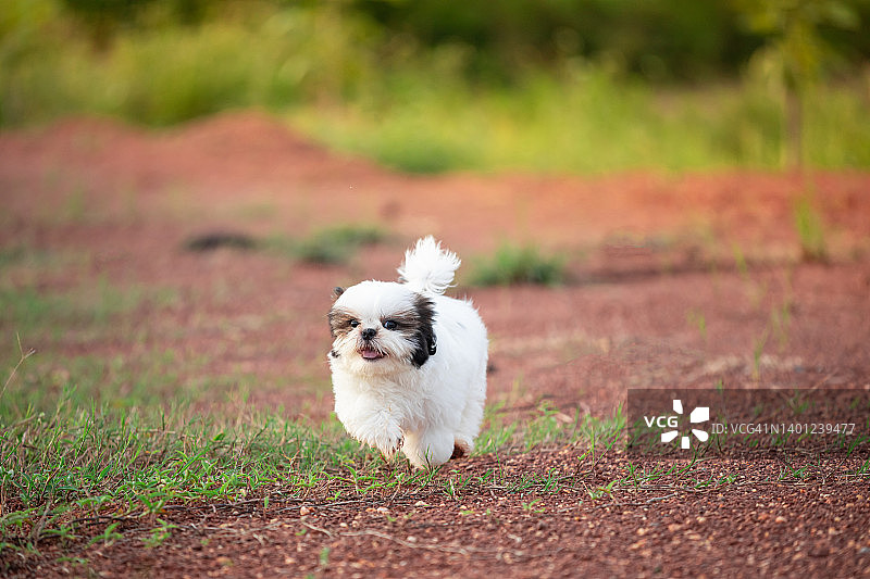 在院子里奔跑的西施犬幼犬图片素材