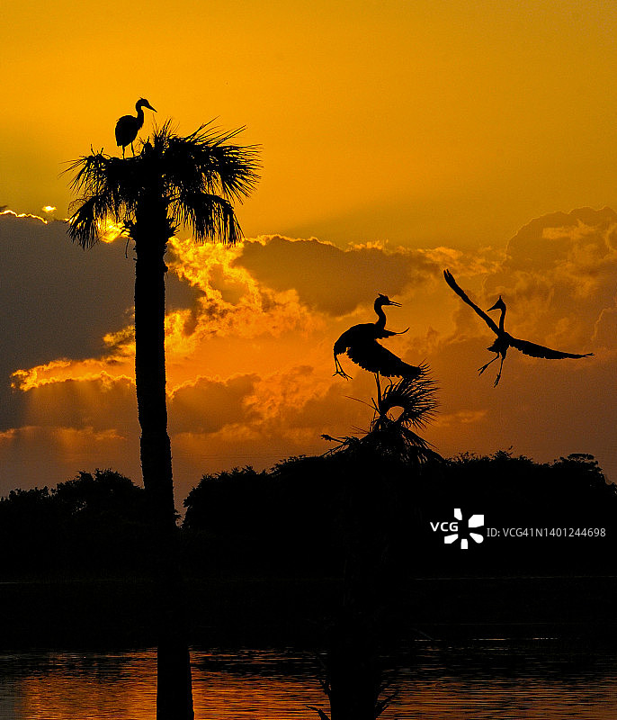 日出光辉中的鹭鸟图片素材